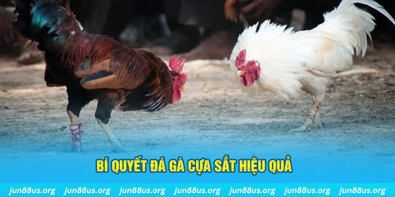 hello888 đá gà cựa dao