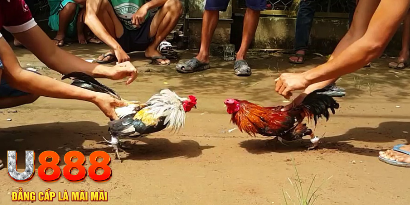 hello888 đăng nhập mậu binh rút tiền nhanh